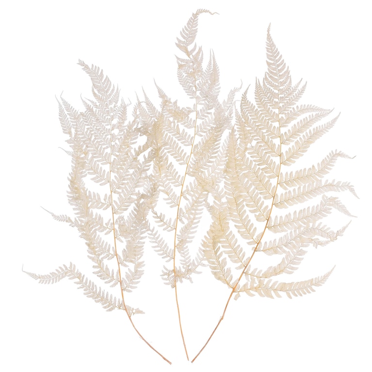 Hochzeitsdekoration, Trockenblumen, Farn, Gebleichter Farn