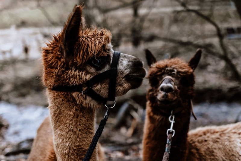 Ein romantisches Boho Brautpaar Shooting im Wald mit Alpakas beim Eventhof Kisselmühle