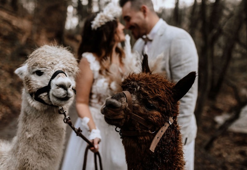 Ein romantisches Boho Brautpaar Shooting im Wald mit Alpakas beim Eventhof Kisselmühle