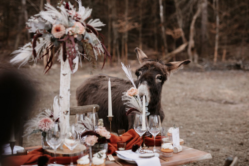 Eine atmberaubende Bohohochzeit mit suessen Eseln auf der Waldlichtung der Eselwanderung Pfalz