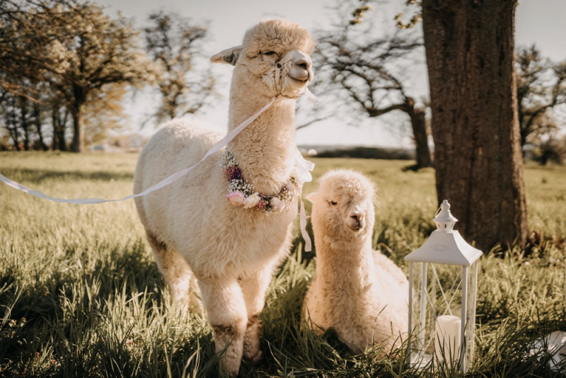 Alpaca meets Fine Art Wedding - Inspiration einer rustikalen Bohohochzeit im Fine Art Wedding Stil mit sommerlichen Pastelltoenen