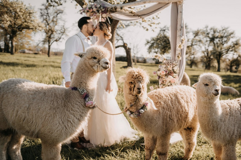 Alpaca meets Fine Art Wedding - Inspiration einer rustikalen Bohohochzeit im Fine Art Wedding Stil mit sommerlichen Pastelltoenen
