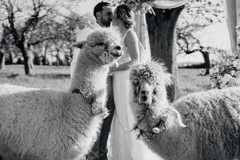 Alpaca meets Fine Art Wedding - Inspiration einer rustikalen Bohohochzeit im Fine Art Wedding Stil mit sommerlichen Pastelltoenen