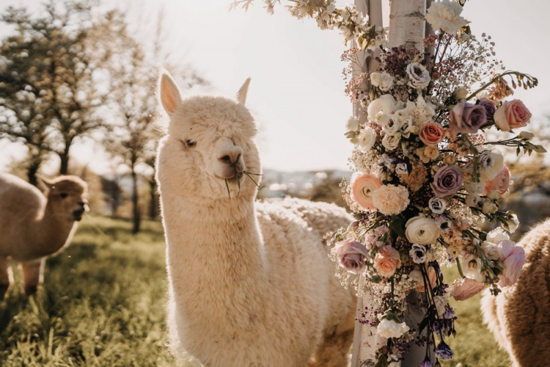 Alpaca meets Fine Art Wedding - Inspiration einer rustikalen Bohohochzeit im Fine Art Wedding Stil mit sommerlichen Pastelltoenen