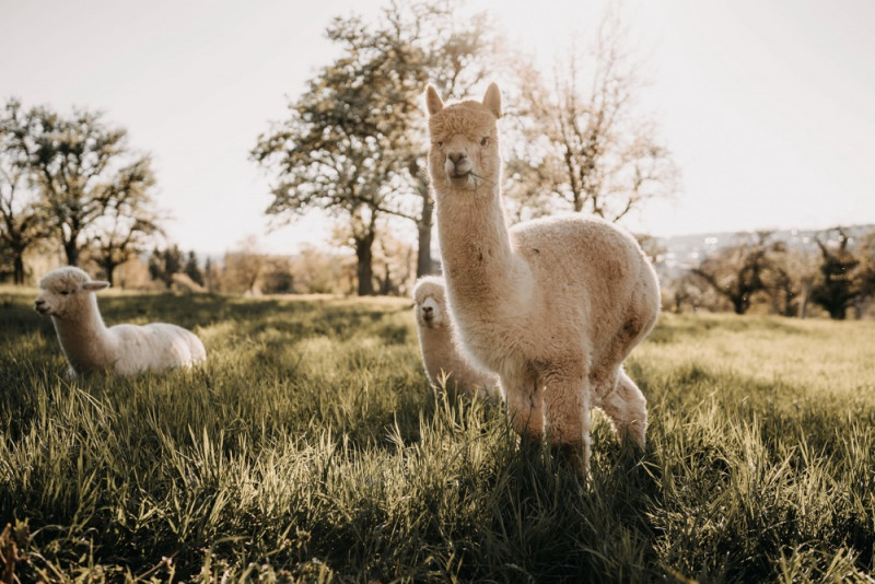 Alpaca meets Fine Art Wedding - Inspiration einer rustikalen Bohohochzeit im Fine Art Wedding Stil mit sommerlichen Pastelltoenen