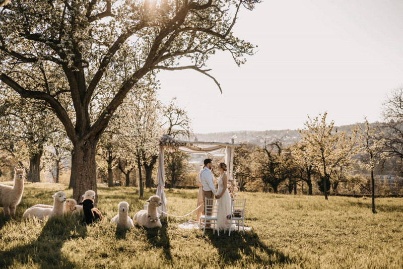 Alpaca meets Fine Art Wedding - Inspiration einer rustikalen Bohohochzeit im Fine Art Wedding Stil mit sommerlichen Pastelltoenen