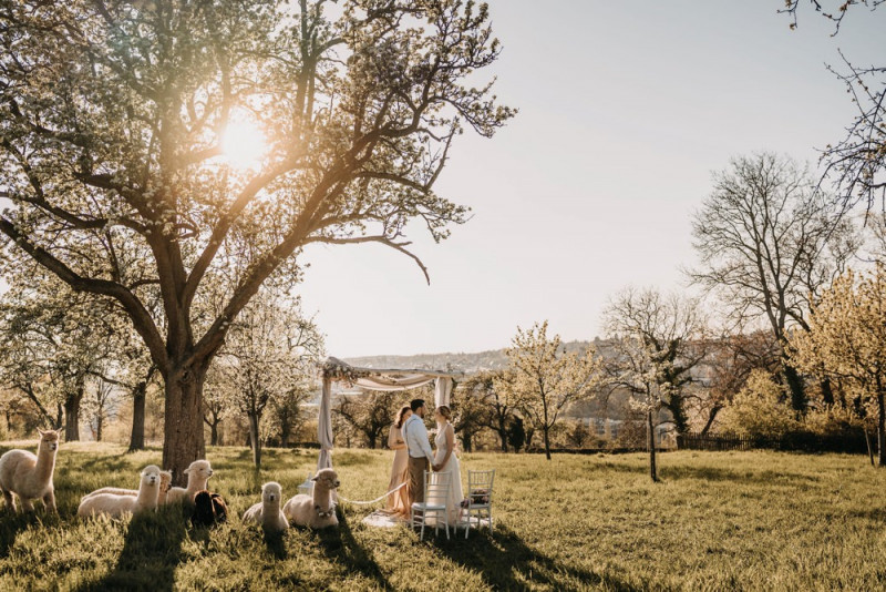 Alpaca meets Fine Art Wedding - Inspiration einer rustikalen Bohohochzeit im Fine Art Wedding Stil mit sommerlichen Pastelltoenen