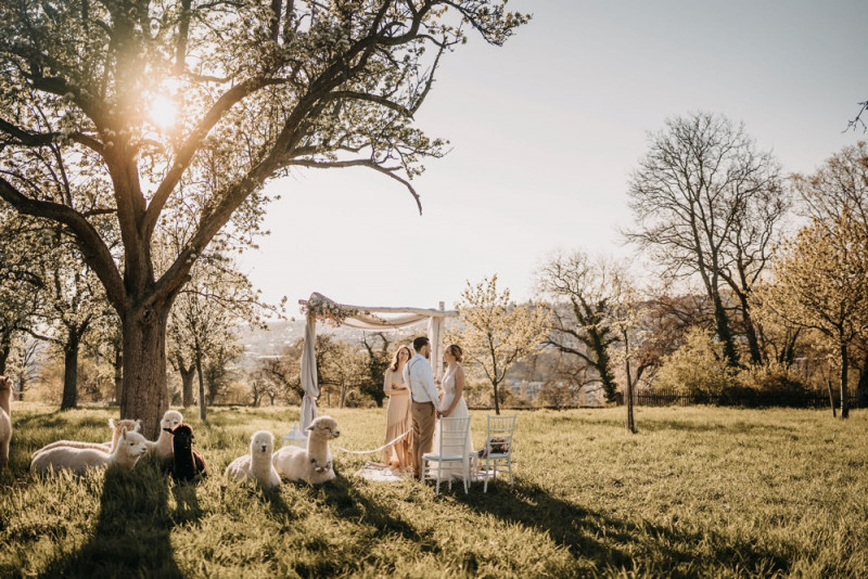 Alpaca meets Fine Art Wedding - Inspiration einer rustikalen Bohohochzeit im Fine Art Wedding Stil mit sommerlichen Pastelltoenen
