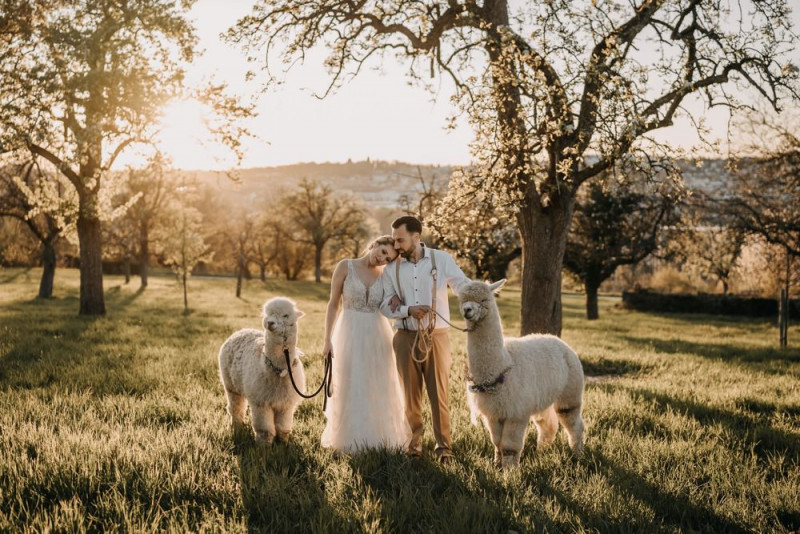 Alpaca meets Fine Art Wedding - Inspiration einer rustikalen Bohohochzeit im Fine Art Wedding Stil mit sommerlichen Pastelltoenen