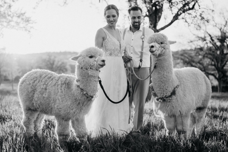 Alpaca meets Fine Art Wedding - Inspiration einer rustikalen Bohohochzeit im Fine Art Wedding Stil mit sommerlichen Pastelltoenen