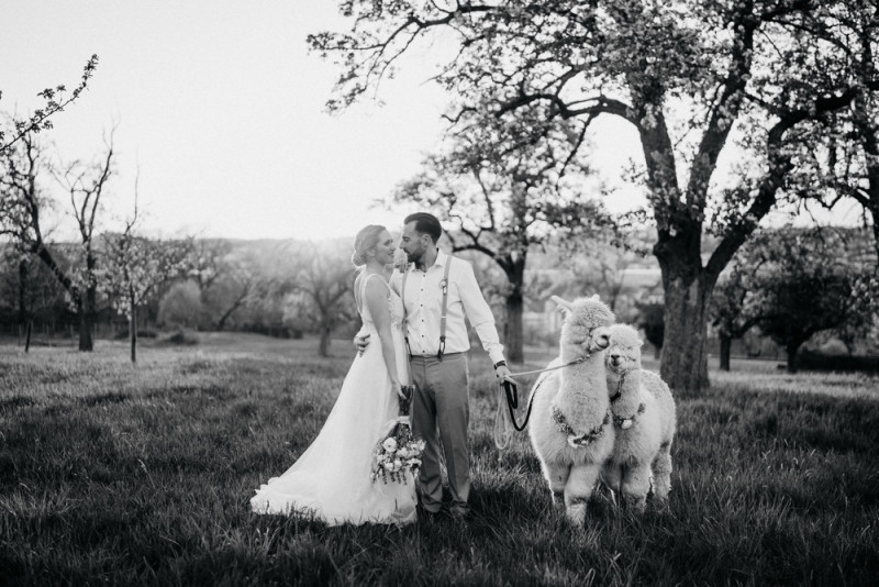 Alpaca meets Fine Art Wedding - Inspiration einer rustikalen Bohohochzeit im Fine Art Wedding Stil mit sommerlichen Pastelltoenen