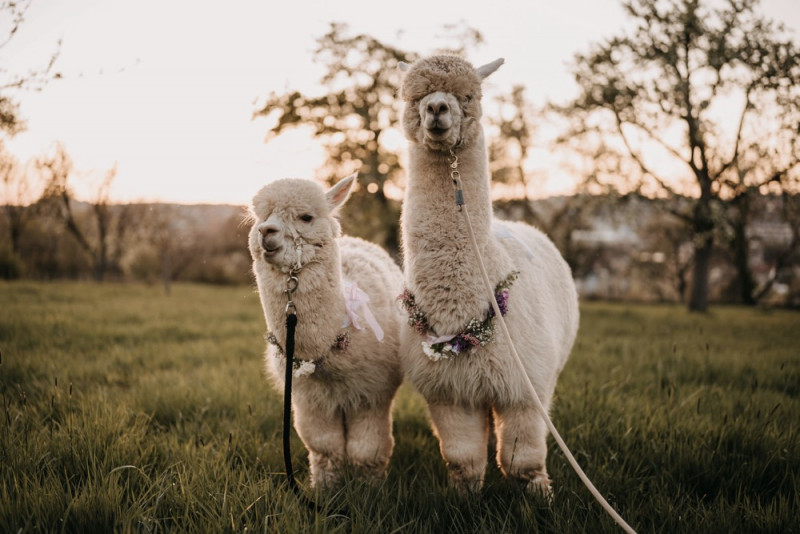 Alpaca meets Fine Art Wedding - Inspiration einer rustikalen Bohohochzeit im Fine Art Wedding Stil mit sommerlichen Pastelltoenen